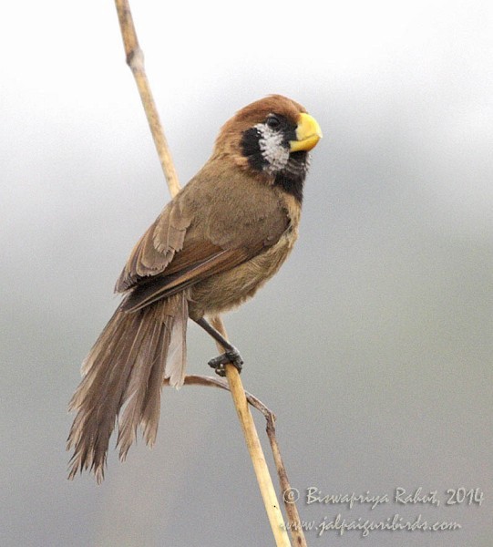 Black-breasted Parrotbill - ML379295821