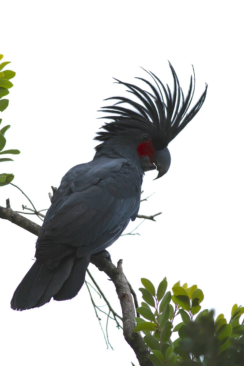 Palm Cockatoo - Chris Wiley