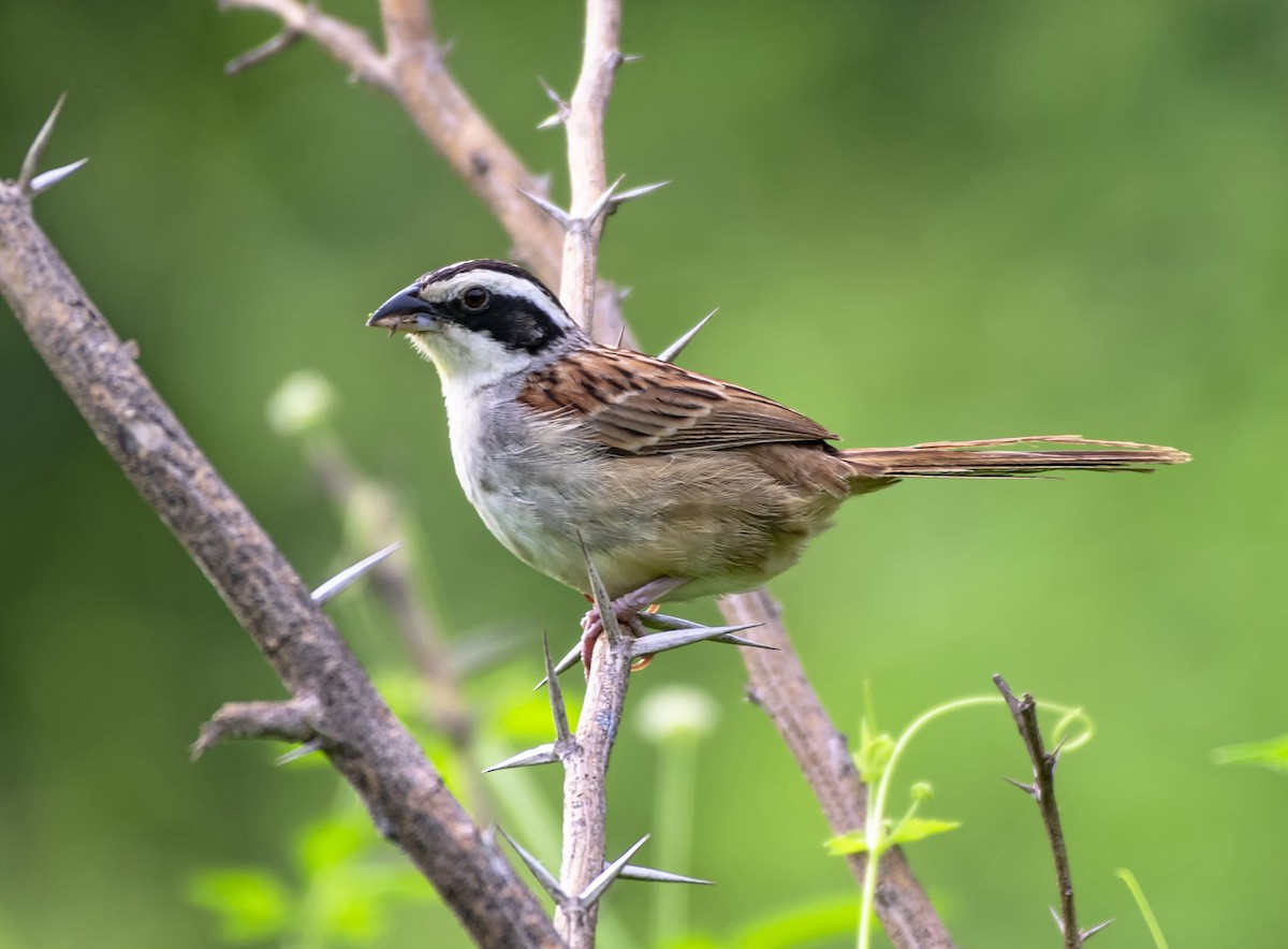Stripe-headed Sparrow - ML379296381