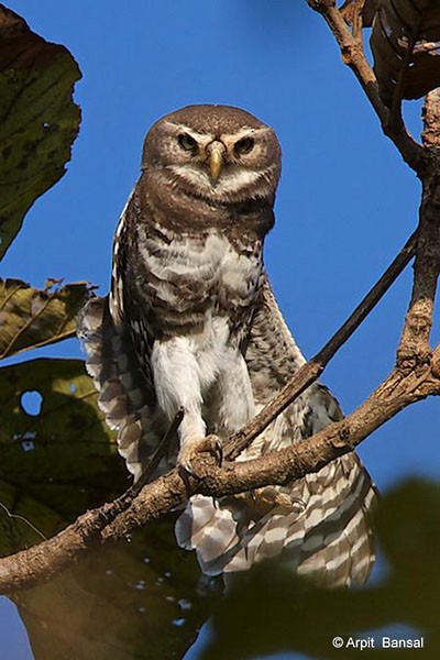 Forest Owlet - ML379298481