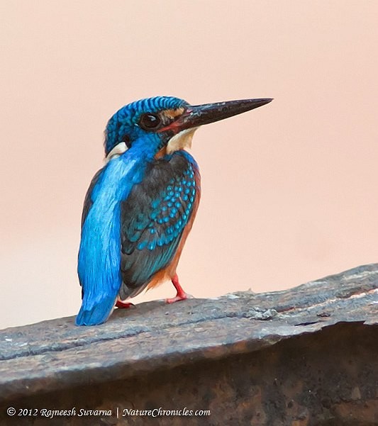 Blue-eared Kingfisher - ML379301381