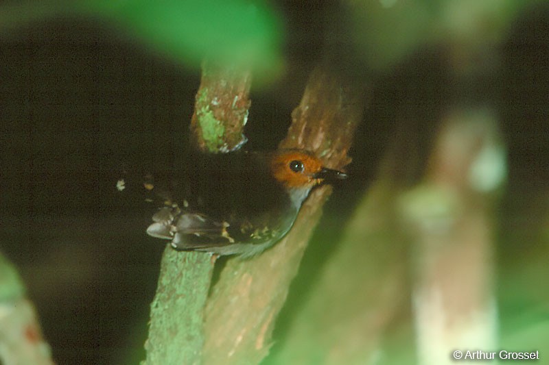 Common Scale-backed Antbird - Arthur Grosset