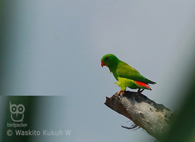 Yellow-throated Hanging-Parrot - ML379305571