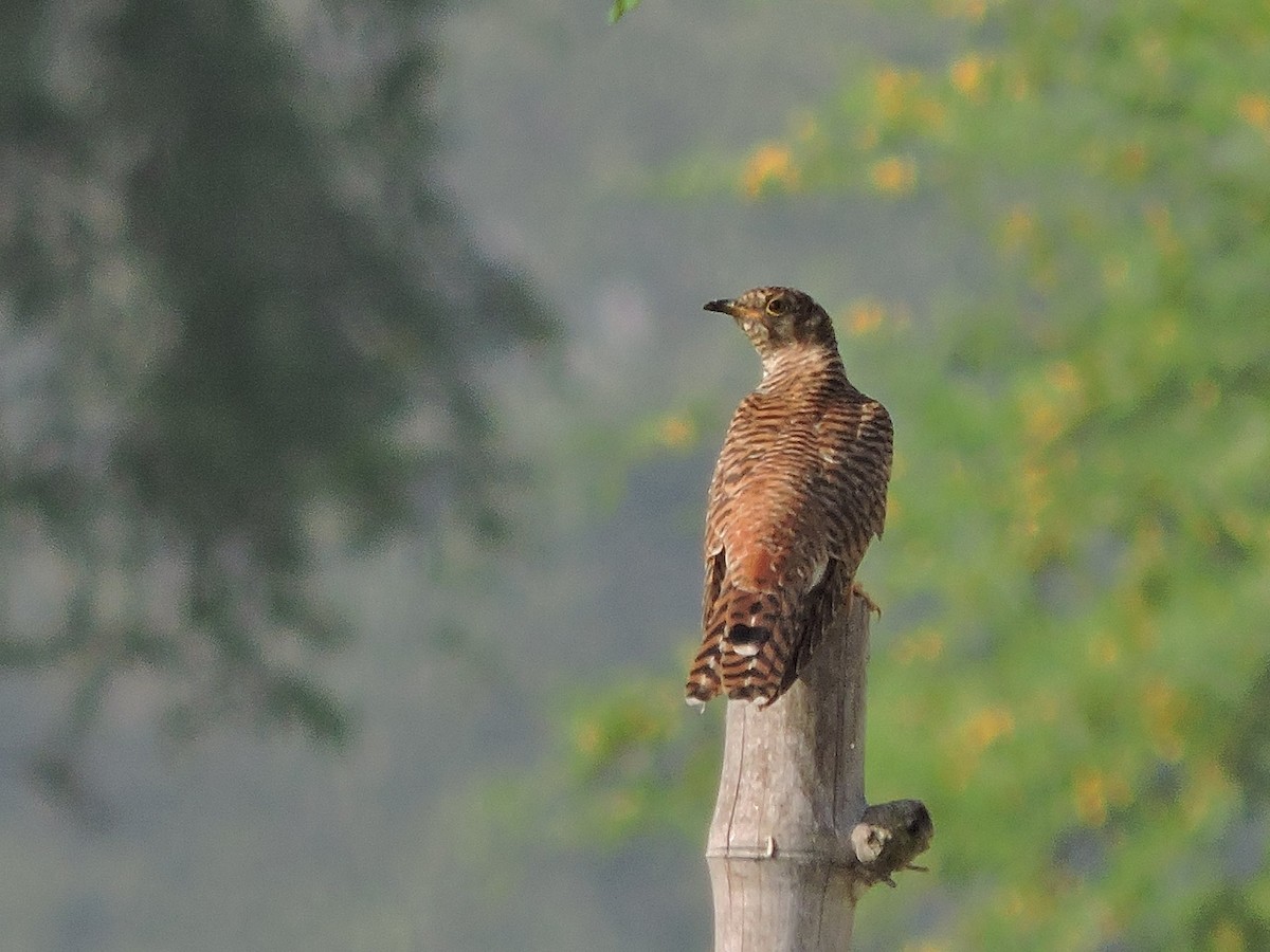 Common Cuckoo - Krishna Deepak