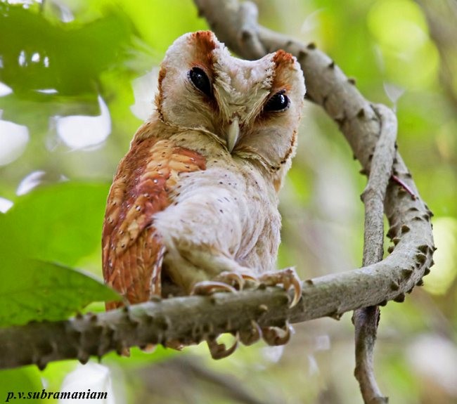 Sri Lanka Bay-Owl - ML379308331