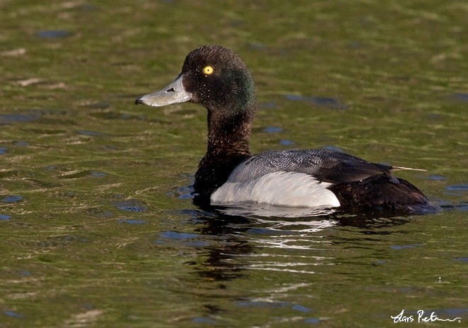 Greater Scaup - ML379308621