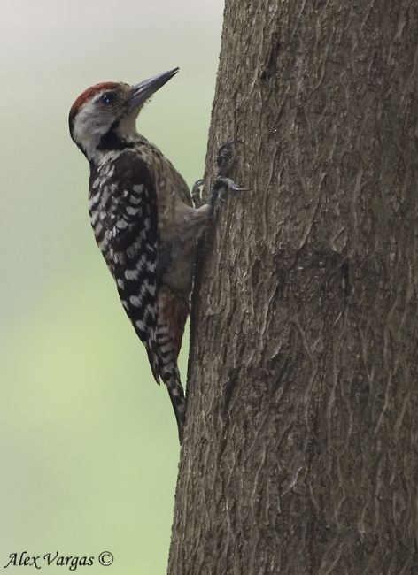 Freckle-breasted Woodpecker - Alex Vargas