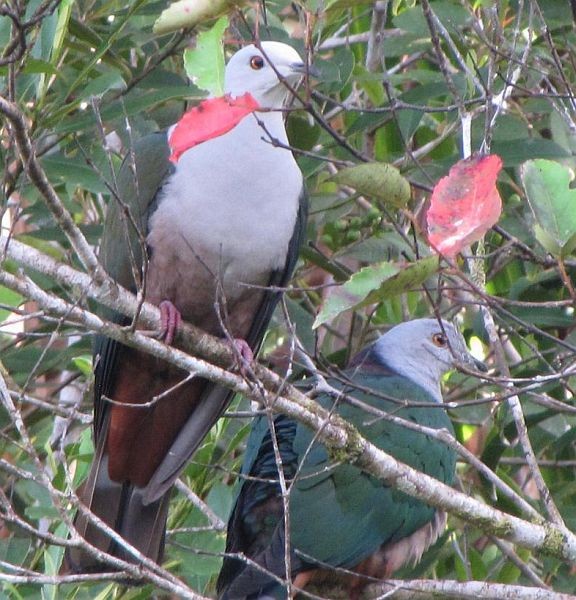 Gray-headed Imperial-Pigeon - ML379310791