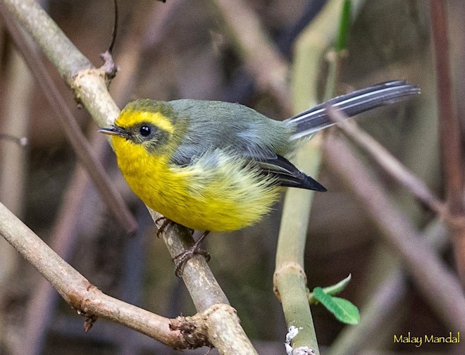 Yellow-bellied Fairy-Fantail - ML379311791
