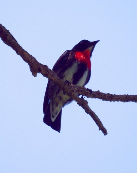 Gray-sided Flowerpecker (Gray-sided) - ML379312091