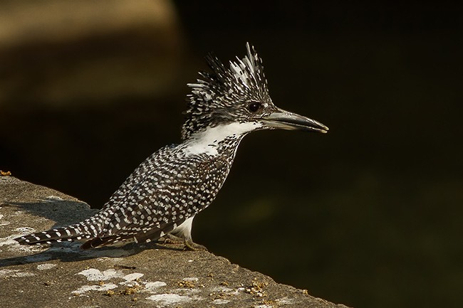 Crested Kingfisher - ML379312431