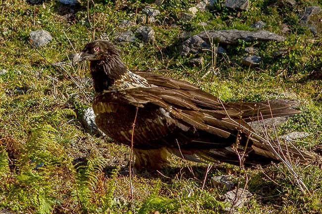 Bearded Vulture (Eurasian) - ML379312491