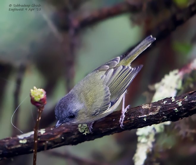 Green Shrike-Babbler (Black-crowned) - ML379313291