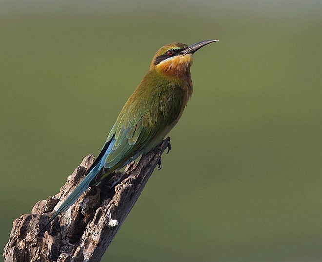 Blue-tailed Bee-eater - ML379314641