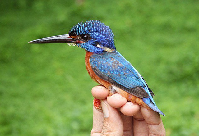 Blue-eared Kingfisher - Woraphot Bunkhwamdi