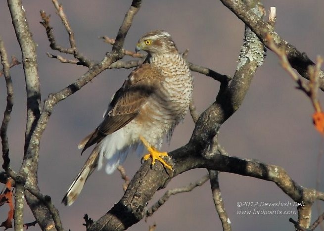 Eurasian Sparrowhawk - Devashish Deb