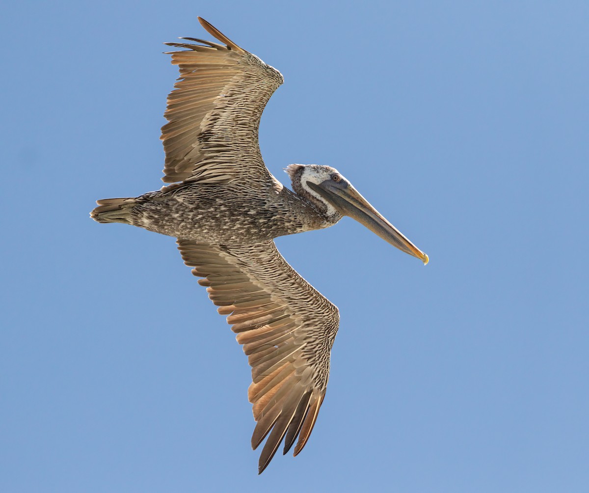 Brown Pelican - Iris Kilpatrick
