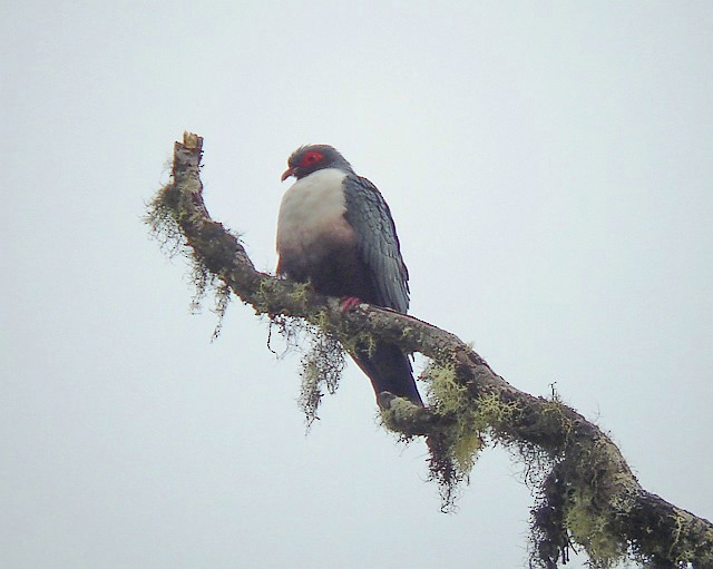 Papuan Mountain-Pigeon - ML379326291