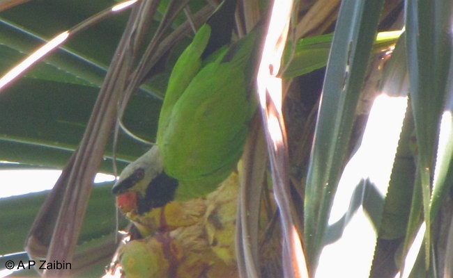 Nikobar Yeşil Papağanı - ML379327761