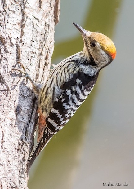 Brown-fronted Woodpecker - ML379329391
