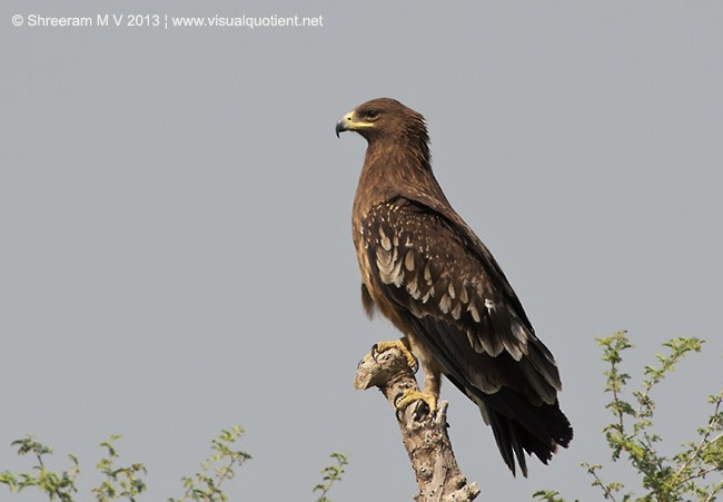 Greater Spotted Eagle - ML379329971