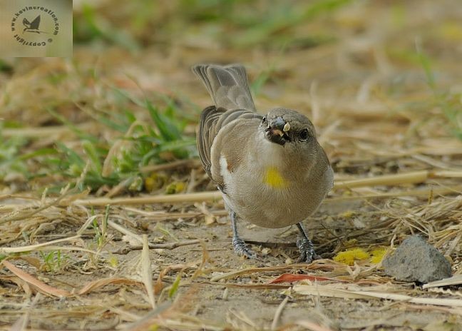 Yellow-throated Sparrow - ML379332131