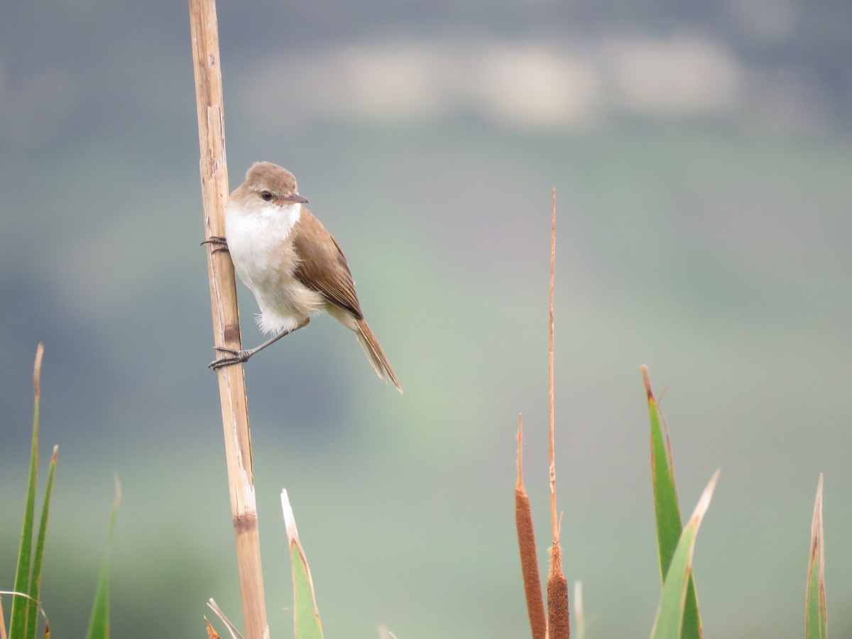 Common Reed Warbler (African) - ML37933721