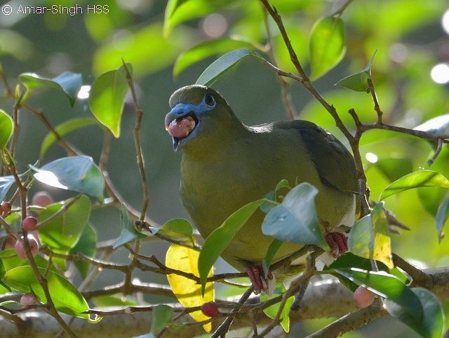 Yellow-vented Green-Pigeon - Amar-Singh HSS