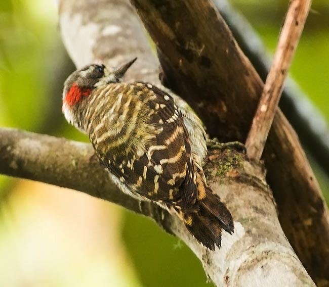 Sulawesi Pygmy Woodpecker - ML379339341