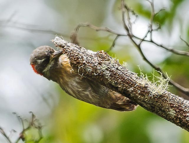 Sulawesi Pygmy Woodpecker - Simon van der Meulen