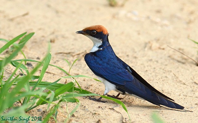 Wire-tailed Swallow - ML379339561