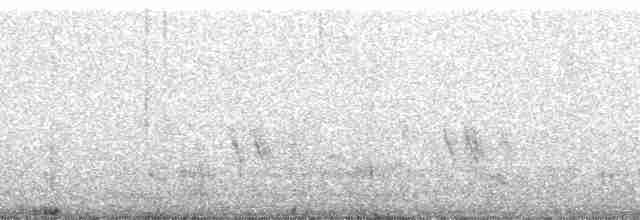 White-rumped Shrike - ML37934