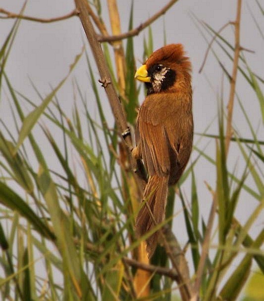 Black-breasted Parrotbill - ML379340901
