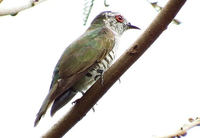 Little Bronze-Cuckoo (Little) - ML379341811