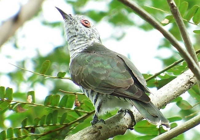 Little Bronze-Cuckoo (Little) - ML379341851