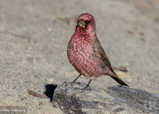 Great Rosefinch (Spotted) - ML379342091