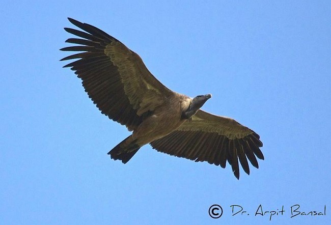 Indian Vulture - ML379342911