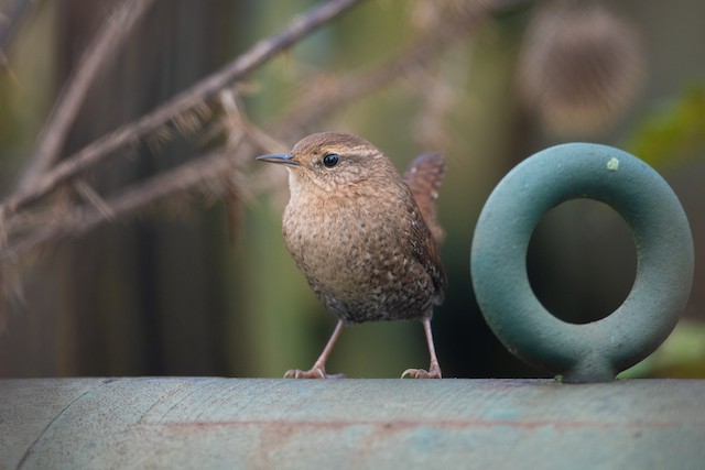 Winter Wren