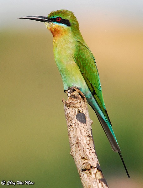 Blue-tailed Bee-eater - ML379345031