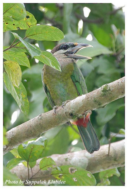 Red-vented Barbet - ML379345841