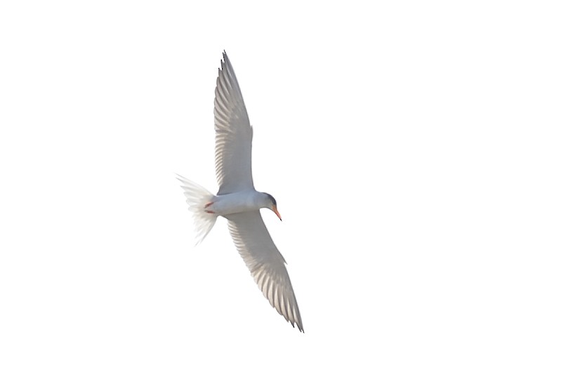 Little Tern - Hemant Kirola