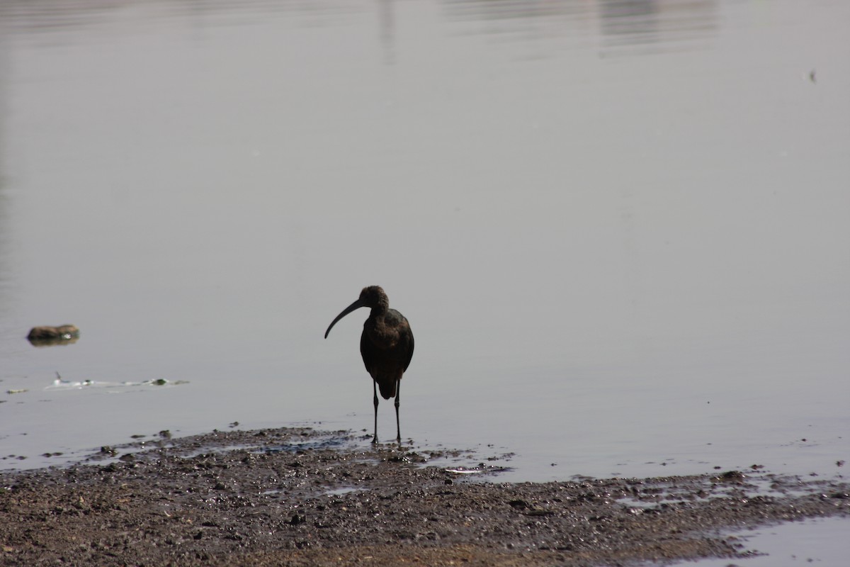 ibis hnědý - ML37934841