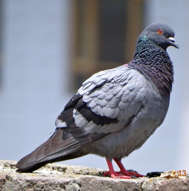 Rock Pigeon (Feral Pigeon) - ML379348831