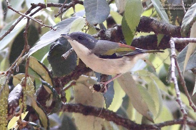 White-browed Shrike-Babbler (Himalayan) - Devashish Deb