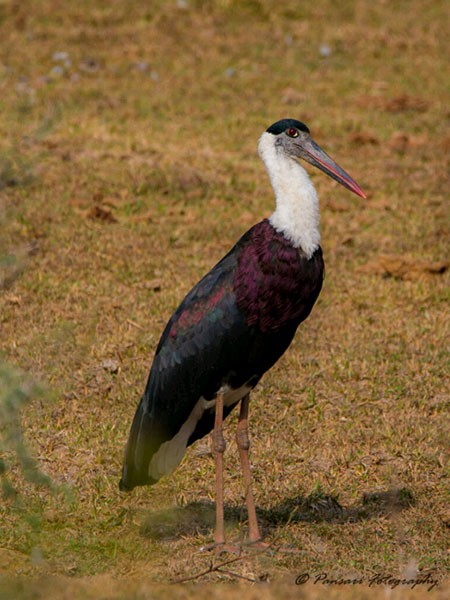 Asian Woolly-necked Stork - ML379355121