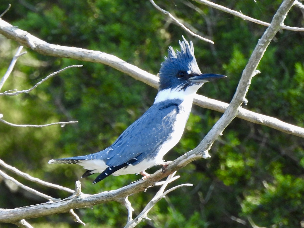 Belted Kingfisher - ML379355651