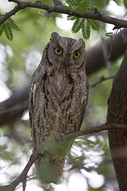 Eurasian Scops-Owl - Jugal Tiwari