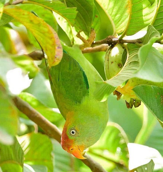 Sri Lanka Hanging-Parrot - ML379362491