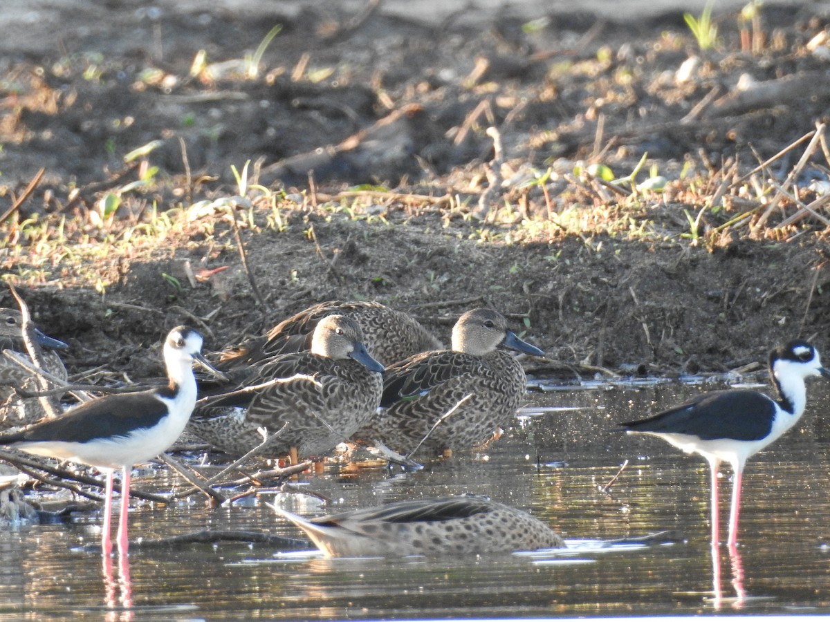 Blue-winged Teal - ML379364291