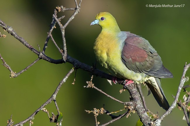 Wedge-tailed Green-Pigeon - Manjula Mathur